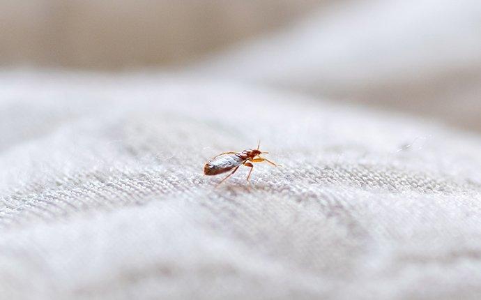 Bed Bug Treatment