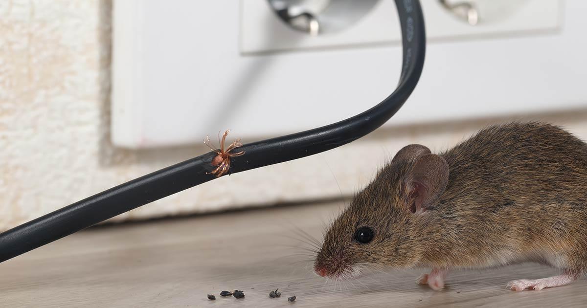Mice & Rat Control